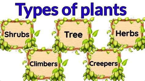 Types Of Plants Plants Around Us Trunk Shrubs Herbs Creepers Climbers ...