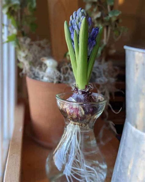 How To Care For Hyacinth In A Vase | Houseplant Alley