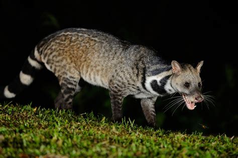 Large Indian Civet, Viverra zibetha in Kaeng Krachan natio… | Flickr