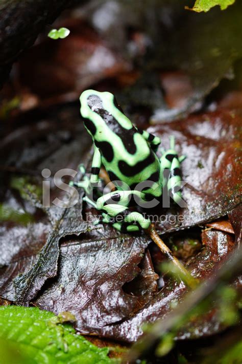 Green-And-Black Poison Dart Frog Stock Photo | Royalty-Free | FreeImages