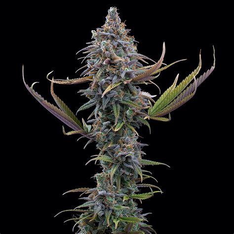 Brothers Grimm Seeds – Apollo - Revolutionary Botanicals