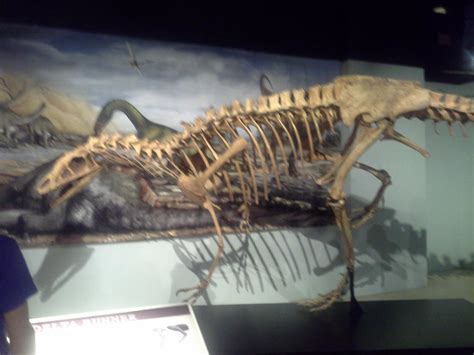 Deltadromeus skeleton by Ikechi1 on DeviantArt