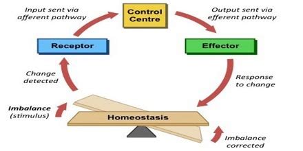 Diagram of Homeostasis | Quizlet