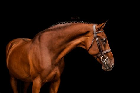 Equine Portraiture and Fine Art - Reversed Eye Photography-Calgary ...