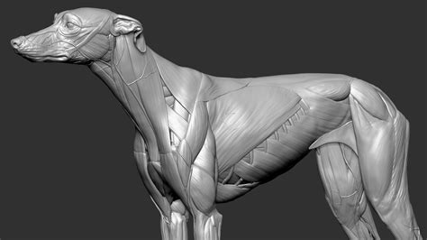 Dog muscles anatomy model - TurboSquid 1651540