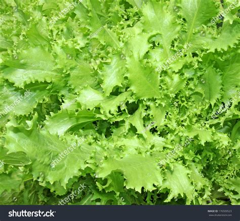 Corrugated Endive Leaves Grown Garden Stock Photo 176509523 | Shutterstock