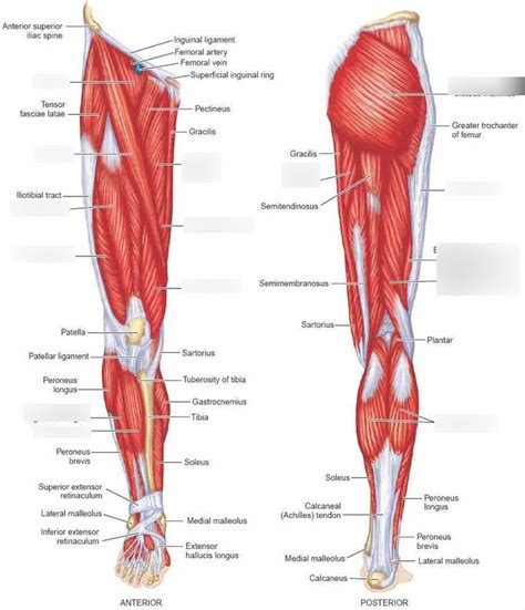 Muscles of the hip and lower limb Diagram | Quizlet