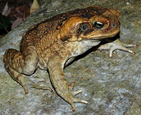 Cane toads introduced | Australia’s Defining Moments Digital Classroom ...