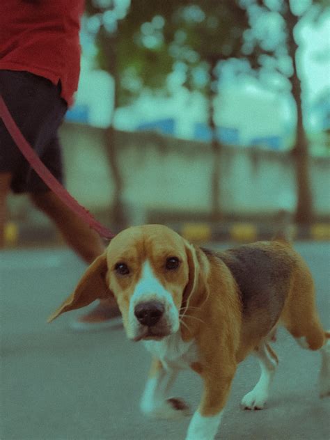 A Dog Eating on the Floor · Free Stock Photo