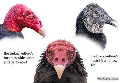 The Turkey Vulture Sense of Smell: A few Things To Know - Avian Report