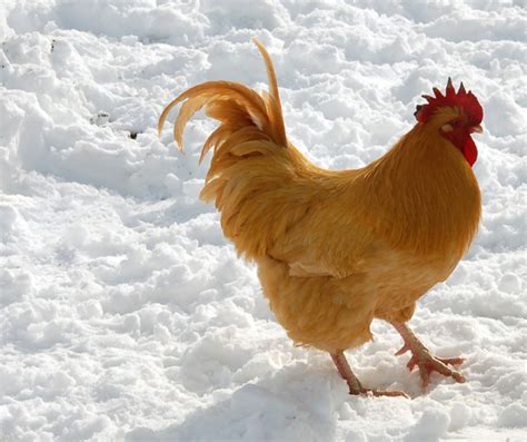 What to Feed Chickens During the Winter | Grubbly Farms