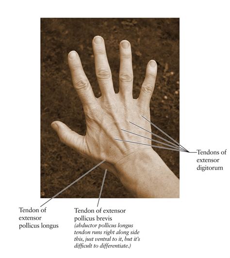 Human Anatomy for the Artist: The Dorsal Hand: The Dorsal Foot's Better ...