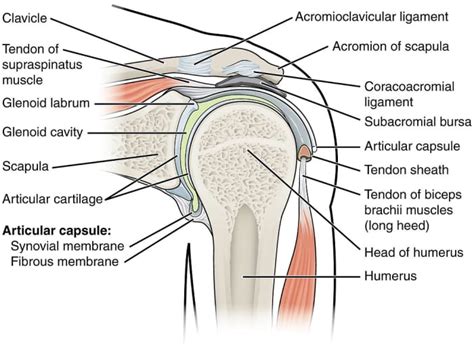 A Guide to Supraspinatus Tendon Tears (Rotator Cuff Injury) - YouMeMindBody