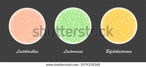 291 Lactobacillus Species Images, Stock Photos & Vectors | Shutterstock