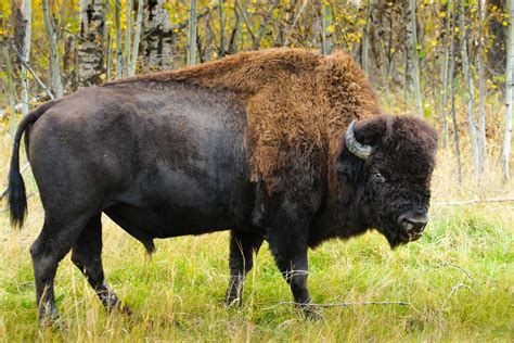 A Woodsrunner's Diary: Wood Bison & Powder Horns.