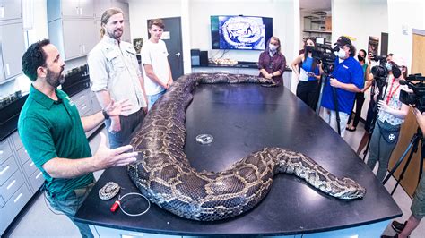 Record-breaking 18-foot Burmese python caught in Florida Everglades