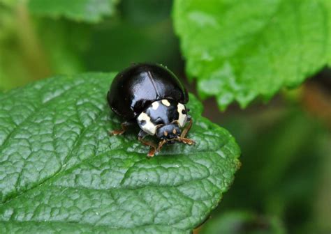 Lady Bug | Ladybird, Ladybug, Bugs