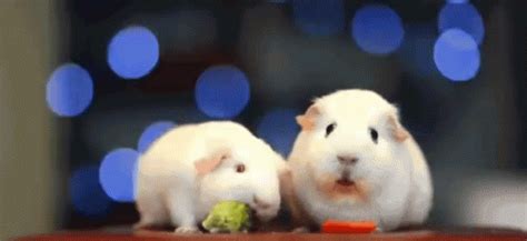 Guinea Pig When You Realize GIF - GuineaPig WhenYouRealize Stunned ...