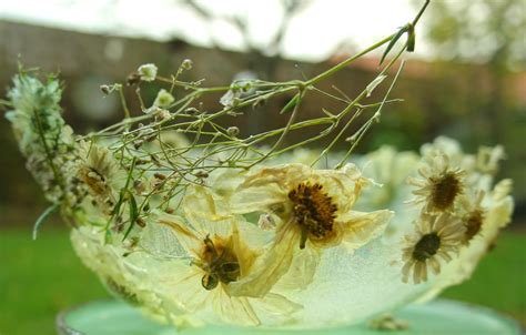 Foragefor... news: Ice Flower Bowls