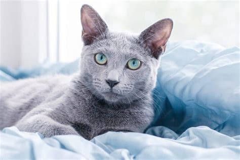 Are Russian Blue Cats Hypoallergenic?