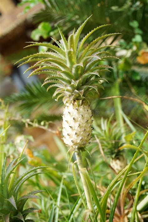 White Ornamental Pineapple Plant Stock Photo - Image: 46704706