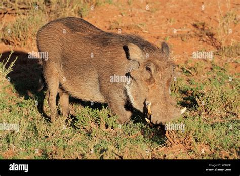 Warthog in natural habitat Stock Photo - Alamy