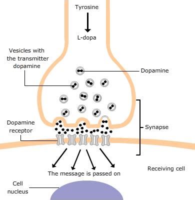 Increasing the Dopamine Levels - RCEMLearning India