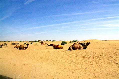 Thar Desert Camel Rides | World-Adventurer