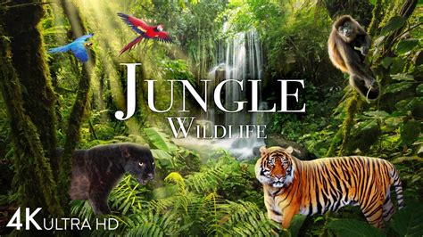 Jungle Wildlife In 4K - Animals That Call The Jungle Home | Rainforest ...