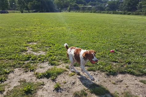 Off-Leash Dog Parks in Ithaca, NY - BringFido