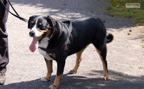 7 Fun Facts About Appenzeller Sennenhund Dog: