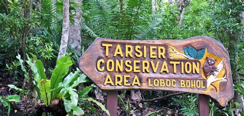 Why You Should Avoid Loboc Tarsier Conservation Area in Bohol ...