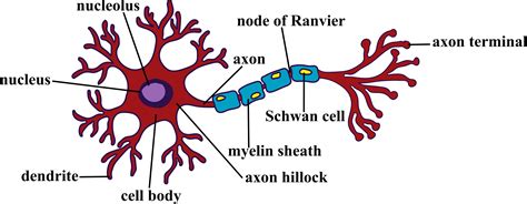 Neuron Anatomy Diagram