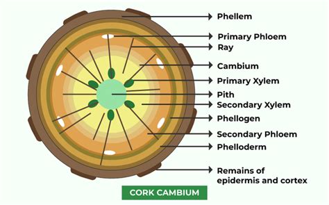 Cork Root Functions