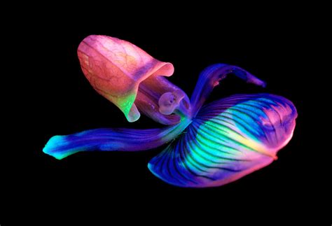 BIOLUMINESCENT NATURE, GLOWING CREATURES | Deep sea creatures ...