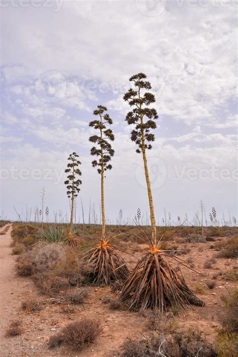 Arid landscape view 14788034 Stock Photo at Vecteezy