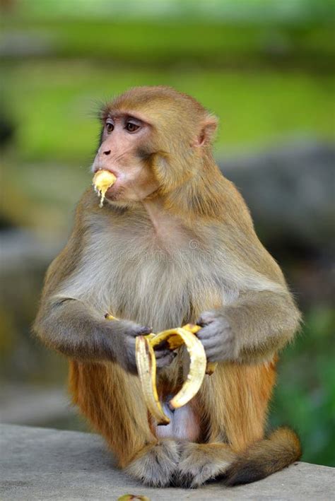 Monkey eating banana stock photo. Image of feeding, asian - 34927386