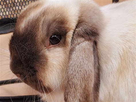 Holland Lop Rabbit Average Cost And How To Find One.