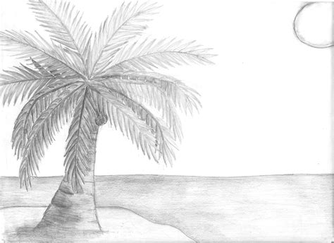 Free Coconut Tree Drawing, Download Free Coconut Tree Drawing png ...