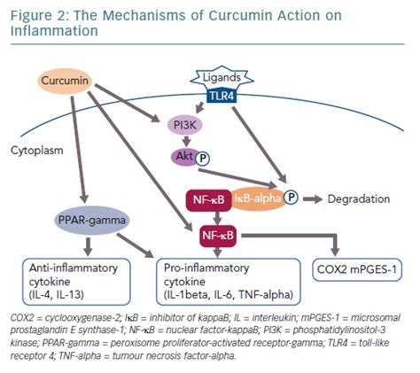 The Mechanisms of Curcumin Action on Inflammation | Radcliffe Cardiology