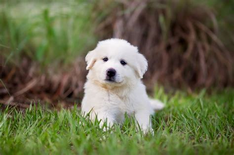 Do Great Pyrenees Dogs Howl