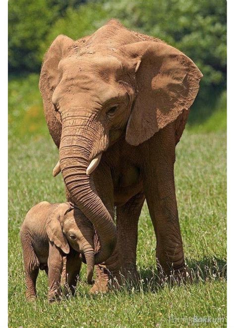 African elephant family calm photography. Prints Art & Collectibles ...