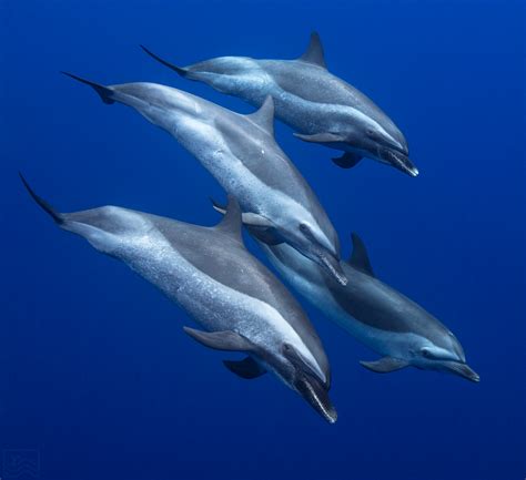 3 Dolphin Species Found in Hawaii - Dolphin Excursions Hawaii - Waianae ...