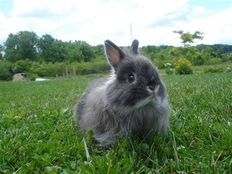 Jersey Wooly Rabbit Breed - Adopt a Rabbit