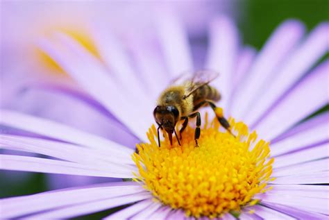 Aufklärung über Bienchen und Blümchen, 1. Teil - Umwelt- & Artenschutz ...