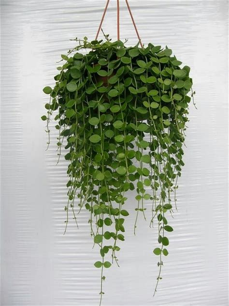 25+ Exceptional Indoor Hanging Plants for You