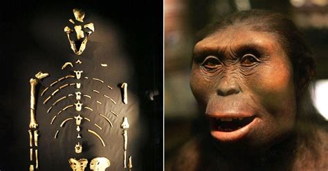 The Story Of Lucy A Humanoid Skeleton That Is 3.2 Million Years Old