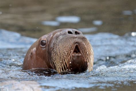 Walrus mother shows off her son as he is unveiled at German zoo | Daily ...