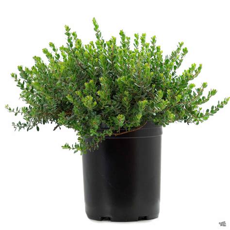 Manzanita 'Emerald Carpet' — Green Acres Nursery & Supply