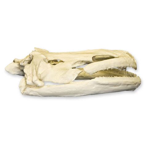 Replica Giant Salamander Skull For Sale – Skulls Unlimited ...